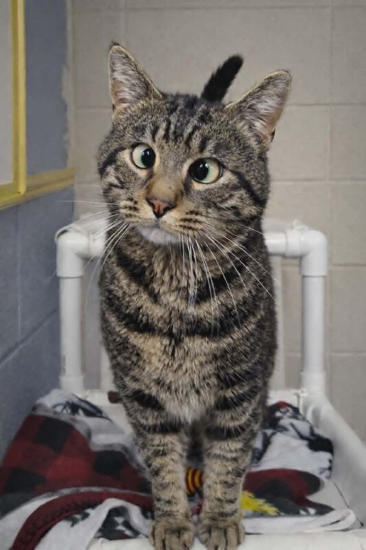 Picture of the Animal Listed